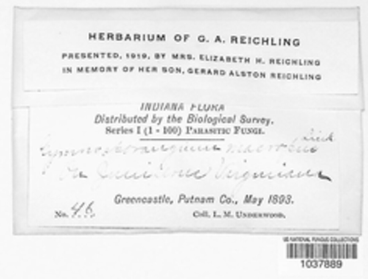 Gymnosporangium juniperi-virginianae image